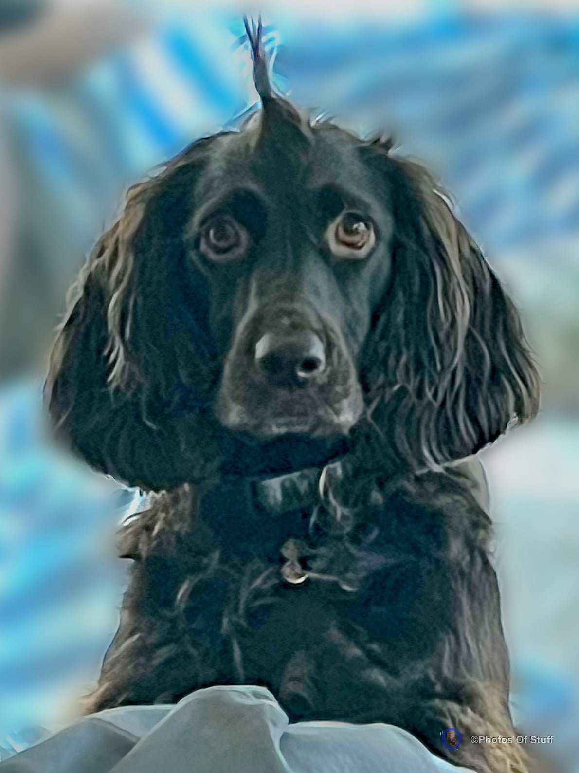 My Adorable Boykin Spaniel