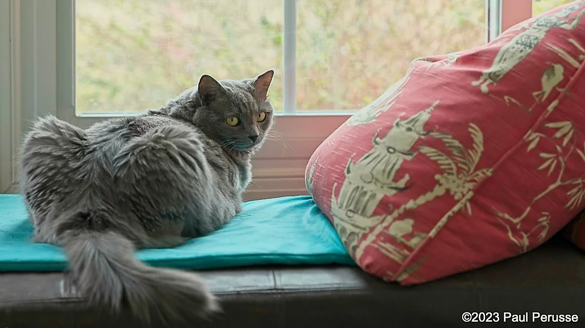 Kiki: A Sleek and Soft Gray Cat